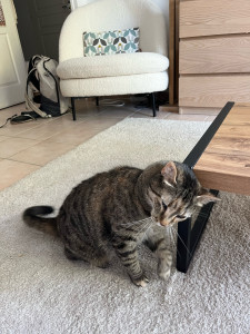 Photo de galerie - Garde d’un chat chez l’habitant 