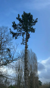 Photo de galerie - Démontage d'arbre 
