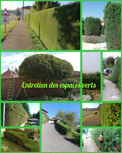 Photo de galerie - Elagage et coupe d'arbres