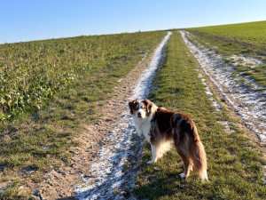 Photo de galerie - Balades dans les champs