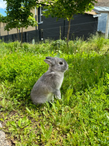Photo de galerie - Mon lapin 