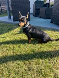 Photo de galerie - Voici un chien que j’ai déjà gardé 