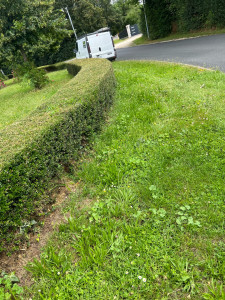 Photo de galerie -  taille de haie 