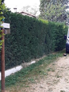 Photo de galerie - Taille de haies et d'arbustes