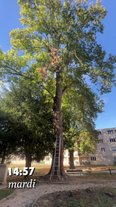 Photo de galerie - Élagage d’une branche dangereuse