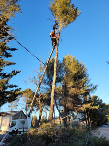 Photo de galerie - Taillage d'arbre avec nacelle 