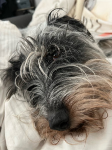 Photo de galerie - Ziggy , depuis 3 ans que je garde Ziggy un vrai bonheur .