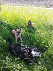 Photo de galerie - Garde chien
