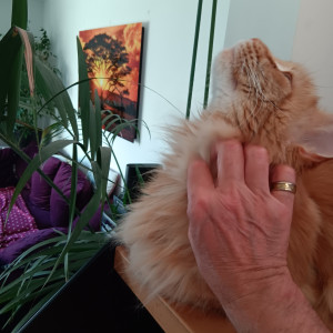 Photo de galerie - Garde animaux