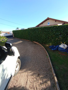 Photo de galerie - Taille de haie de laurier 