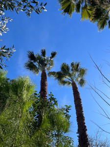 Photo de galerie - Elagage et coupe d'arbres