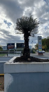 Photo de galerie - Pose d’un oliviers devant un hôtel 