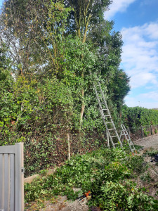 Photo de galerie - Elagage et coupe d'arbres