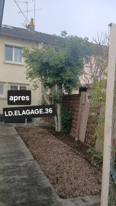 Photo de galerie - élagage plus nettoyage 