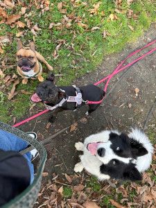 Photo de galerie - Django, Voltali & Koda