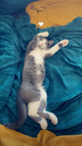 Photo de galerie - Un chat heureux ❤️