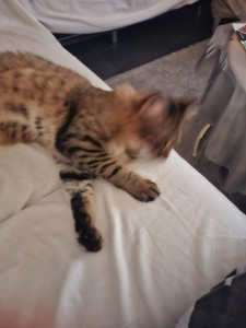 Photo de galerie - Tout pour les divertir 