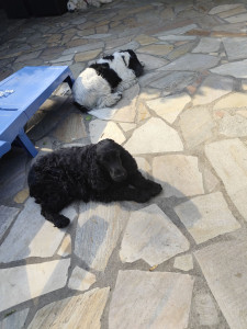 Photo de galerie - Garde animaux