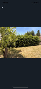 Photo de galerie - Taille de haies et d'arbustes