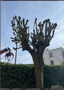 Photo de galerie - Élagage d'un tilleul après 