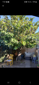 Photo de galerie - Elagage et coupe d'arbres