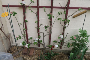 Photo de galerie - Taille de fruitiers palissés 