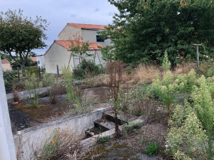 Photo de galerie - Tonte de pelouse - Débroussaillage