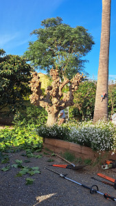 Photo de galerie - Taille de mûrier platanes 