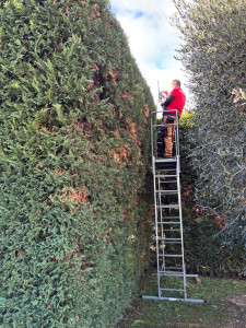 Photo de galerie - Taille de haies et d'arbustes