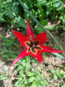 Photo de galerie - Je peux m'occuper de votre tonte ou débroussaillage de jardin 