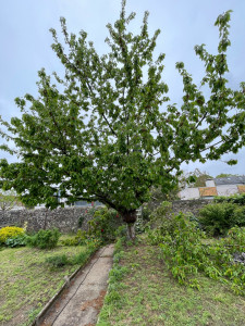 Photo de galerie - Abattage avant 