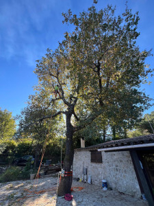 Photo de galerie - Abattage en rétention d'un chêne 