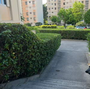 Photo de galerie - Taille haies de Pittos