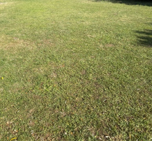 Photo de galerie - Jardin pelouse fait 