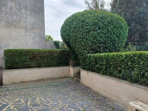 Photo de galerie - Taille haies et arbustes 
