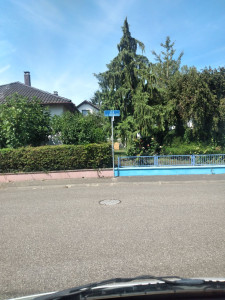 Photo de galerie - Taille de la haie étage des arbres évacuation végétaux