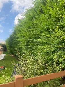 Photo de galerie - Taille de haies et d'arbustes