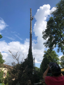 Photo de galerie - Abattage d'un Épicéa mort sur pied d'environ 35 mètres de haut, à Gourdon. 
