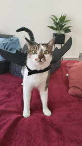 Photo de galerie - Garde animaux