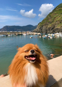 Photo de galerie - Billie, mon chien