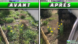 Photo de galerie - Désherbage manuel (arrachage des mauvaises herbes)