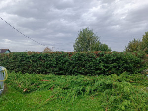 Photo de galerie - Taille de haies et d'arbustes