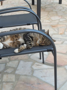 Photo de galerie - à votre disposition pour garde chats, chiens,....