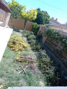 Photo de galerie - Taille de haies et d'arbustes