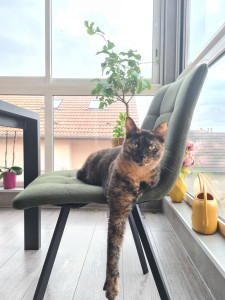 Photo de galerie - Garde chat à domicile 