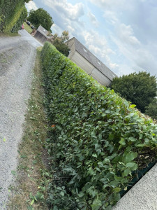 Photo de galerie - Taille d’une haie