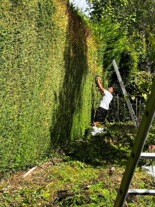 Photo de galerie - Taillage de haie 