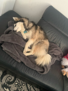 Photo de galerie - Garde de Sky à la maison