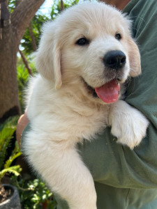 Photo de galerie - Petit élevage de chiots à entretenir 