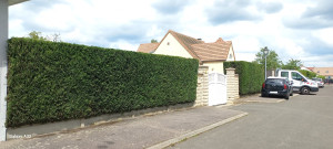 Photo de galerie - Taille de Haie a Rosny sur Seine